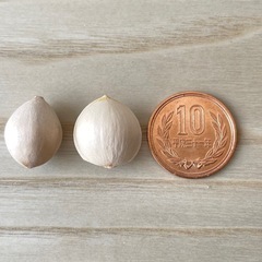 銀杏【小粒 500g】乾燥済みの画像