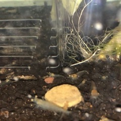 ミナミヌマエビ　30匹の画像