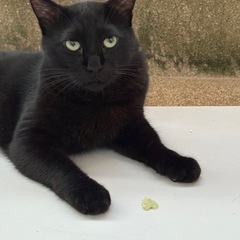 黒猫　6歳　オス　