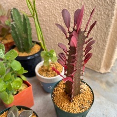 お取引中！多肉植物🪴12点セットの画像