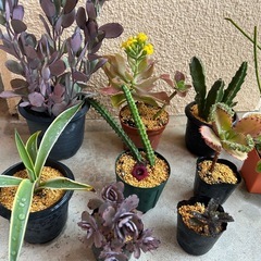 お取引中！多肉植物🪴12点セットの画像