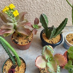 お取引中！多肉植物🪴12点セットの画像