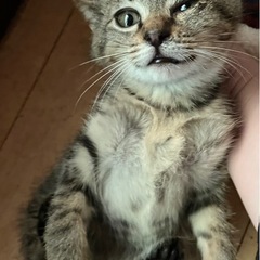 生後2~3ヶ月くらいのキジトラの男の子！