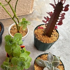 お取引中！多肉植物🪴12点セットの画像