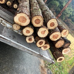 杉の木　丸太　約4メートル１本2000円の画像
