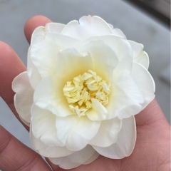 椿苗🌳けんきょう（見驚）の画像