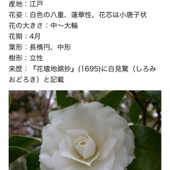 椿苗🌳けんきょう（見驚）の画像