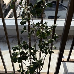 椿苗🌳けんきょう（見驚）の画像