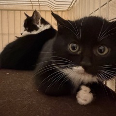 白ソックスとエプロンが可愛い黒猫