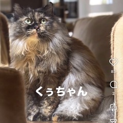 珍しい黒サビロン毛　くうちゃん