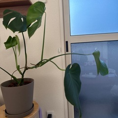 モンステラ　アダンソニーの画像