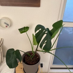 モンステラ　アダンソニーの画像