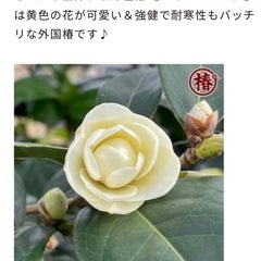 外国椿苗🌳バターミントの画像