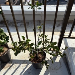 外国椿苗🌳バターミントの画像