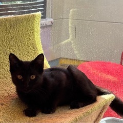 黒猫(雑種)里親募集中‼️