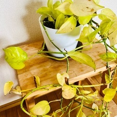 【観葉植物】ポトス・ライムの画像