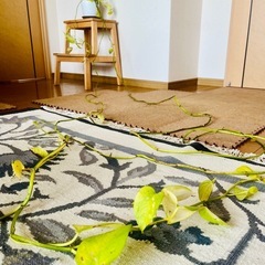 【観葉植物】ポトス・ライムの画像