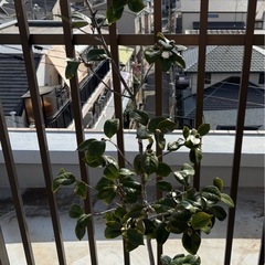 外国椿苗🌳マーガレットデイビスの画像