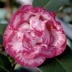 外国椿苗🌳マーガレットデイビスの画像