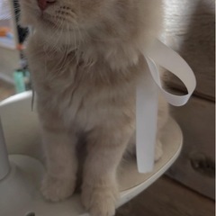 子猫里親募集します