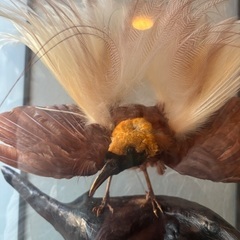 鳥　オブジェの画像