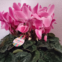 シクラメンの画像