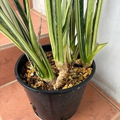 サンスベリア　観葉植物の画像