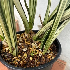 サンスベリア　観葉植物の画像