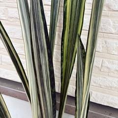 サンスベリア　観葉植物の画像