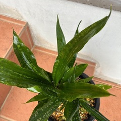 サンスベリアの画像