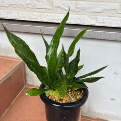 サンスベリアの画像