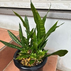 サンスベリアの画像