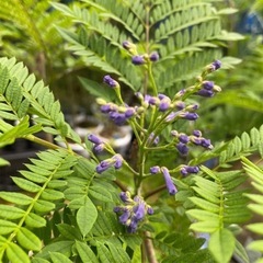 ジャガランダミモシフォリアの画像