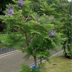 ジャガランダミモシフォリアの画像