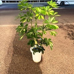 シェフレラ  7寸の画像