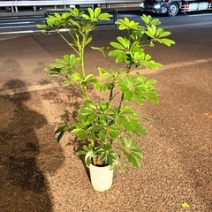 シェフレラ  7寸の画像