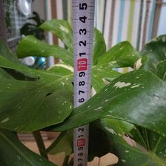 モンステラ斑入りの画像