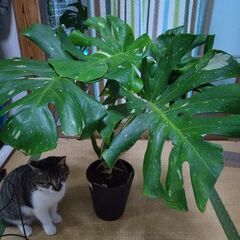 モンステラ斑入りの画像
