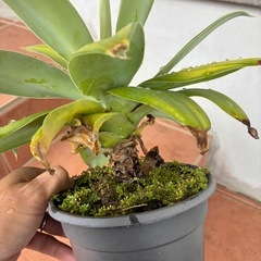 アテナータ　斑入り　アガベの画像