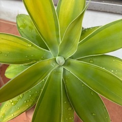 アテナータ　斑入り　アガベの画像