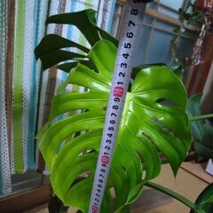 モンステラの画像