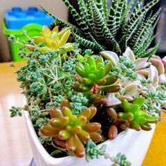 多肉植物寄せ植えの画像