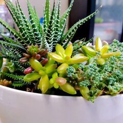 多肉植物寄せ植えの画像