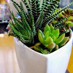 多肉植物寄せ植えの画像