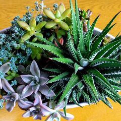 多肉植物寄せ植えの画像