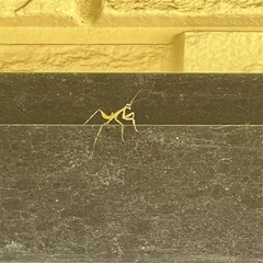 【無料•着払配送可】カマキリの卵の画像