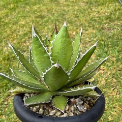 観葉植物　アガベ　の画像