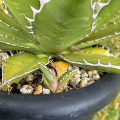 観葉植物　アガベ　の画像