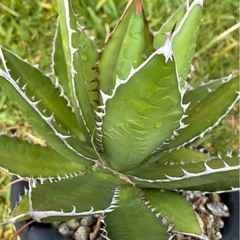 観葉植物　アガベ　の画像