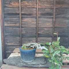 盆栽（ウバメガシ）と泥岩の盆栽台のセット✨かわいい😌💞の画像